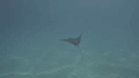 Small Eagle Ray swims over sandy bottom - Oahu, Hawaii Stock Footage 131124865