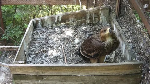 Small eagle stay alone in the neast Stock Footage 157967914