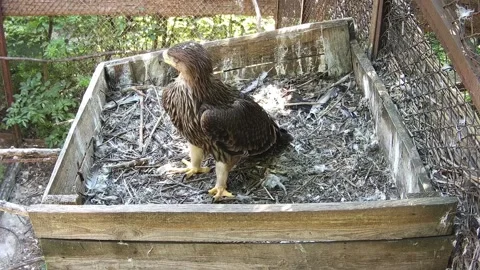 Small eagle waiting for the parents Stock Footage 157967911