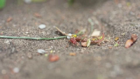 Small Earthworm Crawling Macro Ground Cl... | Stock Video | Pond5