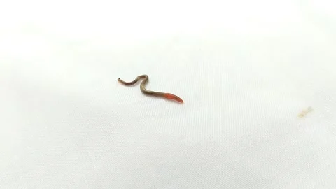 Small earthworms wriggling on a white background. Stock Footage 295921007