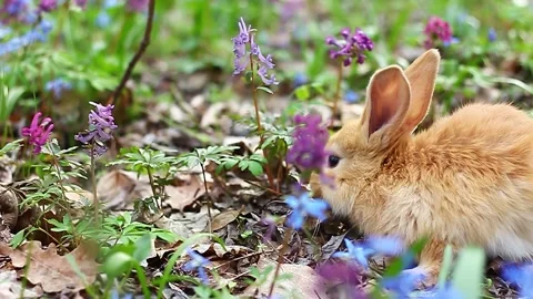 Small easter red fluffy rabbit with cute ears Stock Footage 170358894