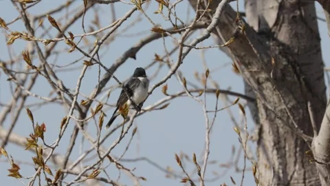 Small eastern kingbird sitting on a branch in spring while spitting out food Stock Footage 325698137