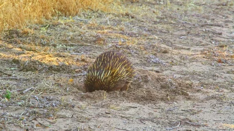 Small Echidna looking for ants in the soil of Australia Stock Footage 90497140