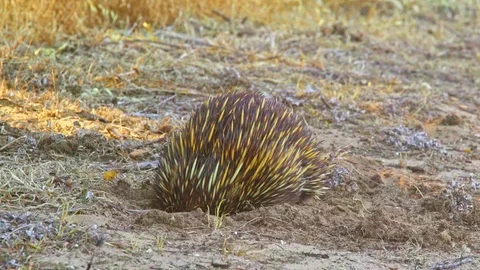Small Echidna looking for ants in the soil of Australia 動画素材 90497155