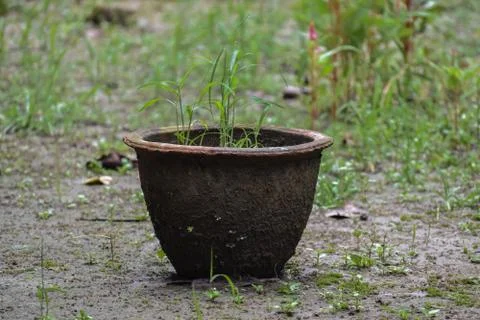 A small ecosystem has developed around a flower tub Stock Photos