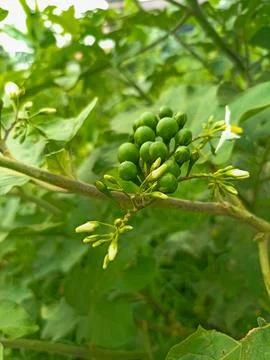 Small egg plant  Stock Photos