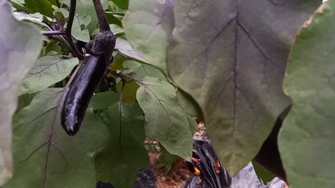 Small eggplant growing on a tree Stock Footage 219602428