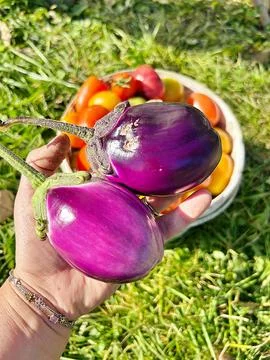 Small eggplants Stock Photos
