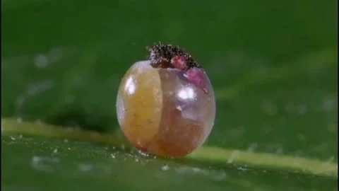 Small eggs hatch like caterpillars Stock Footage 205982485