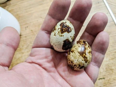 Small eggs with spots. stained shell. quail eggs. Fresh quail eggs. Dietary n Stock Photos