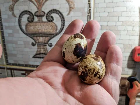 Small eggs with spots. stained shell. quail eggs. Fresh quail eggs. Dietary n Fotos Stock