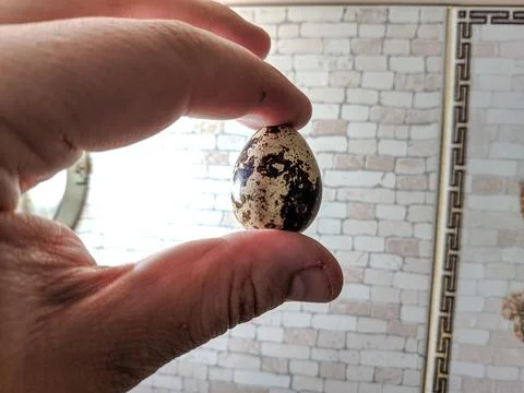 Small eggs with spots. stained shell. quail eggs. Fresh quail eggs. Dietary n Fotos Stock