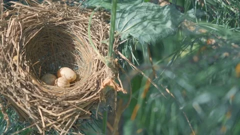 Small eggs of a wild bird in a nest on a tree branch Stock Footage 134307156