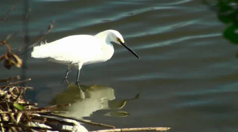 Small Egret Catching Breakfast Stock Footage 27352465