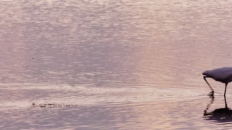 A Small Egret fishing Stock Footage 342736494