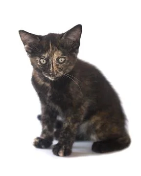Small Eight Week Old Kitten on a White Background Stock Photos