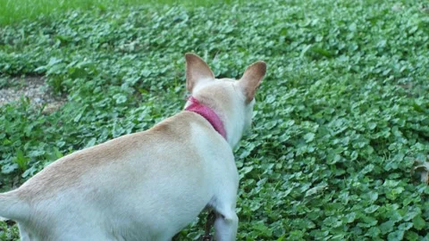 Small Elderly Chihuahua Looking and Barking in Back Yard Stock Footage 199476767