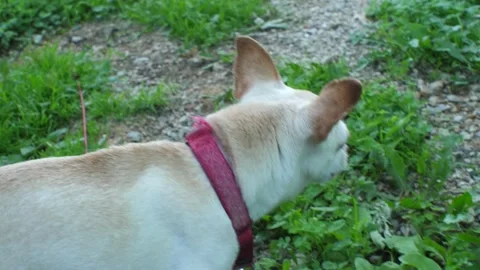 Small Elderly Dog Walking Around Outside (chihuahua) Stock Footage 199475647