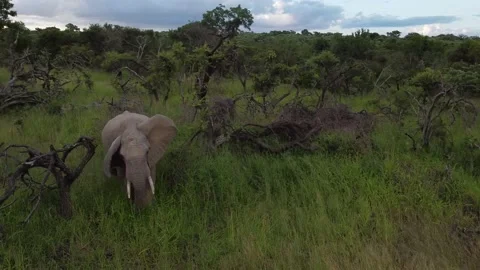 Small elefant Video stock 172408973