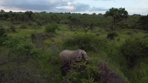 Small elefant Video stock 172409001