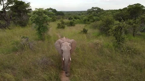 Small elefant Video stock 172409008