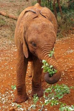 Small elephant eating Stock Photos