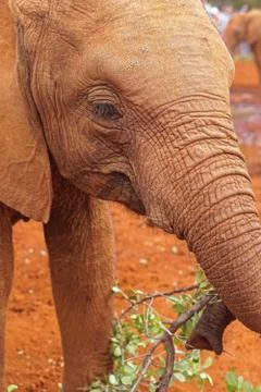 Small elephant front Foto stock