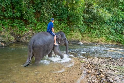 Small elephant with his trainer on the back walks in tropical river Stock Photos