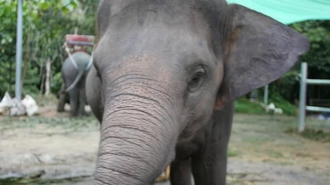 A small elephant shakes its head in different directions. HD, 1920x1080, slow Stock Footage 91869436