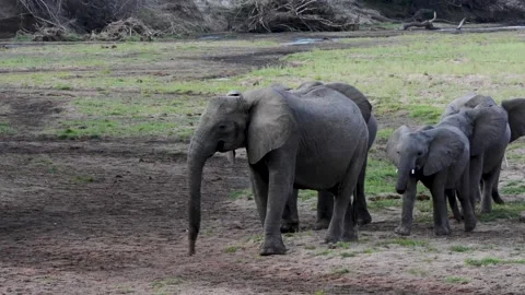 A small elephant standing on top of a dirt field Stock Footage 155404652