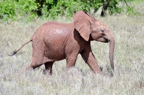 Small elephant strolling Stock Photos