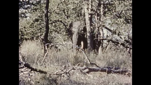 Small elephant walking through the bushes, south africa, 1939 Stock Footage 132319496