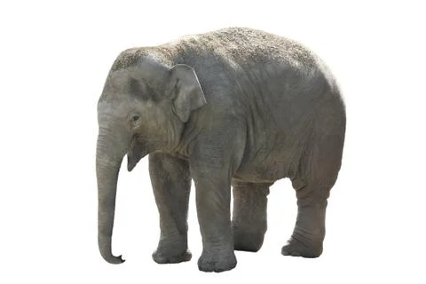 Small elephant on a white background Stock Photos