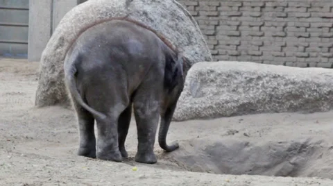 Small elephant in Zoo Video stock 39018281