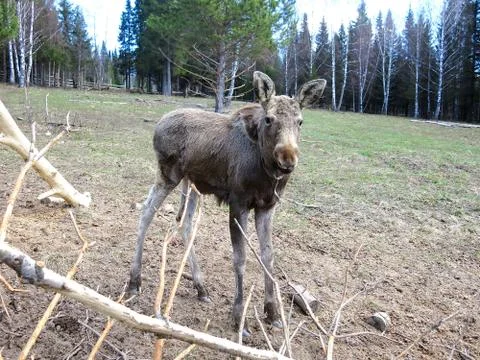 Small elk Foto stock