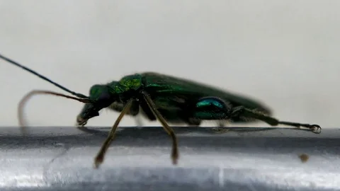 A small emerald green beetle - 1 Video stock 110638464