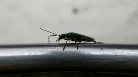 A small emerald green beetle - 2 Video stock 110638316