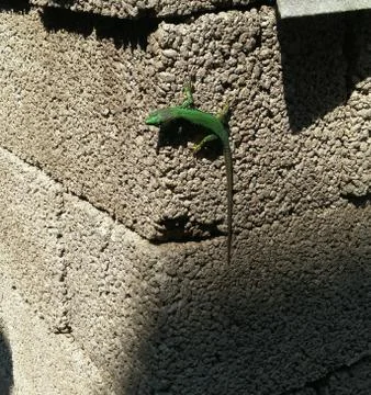 A small emerald lizard sits on a clutch of gray foam blocks. the reptile bent Stock Photos