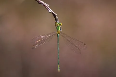 Small emerald spreadwing damselfly, Lestes virens, Stock Photos