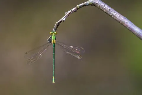 Small emerald spreadwing damselfly, Lestes virens, Stock Photos