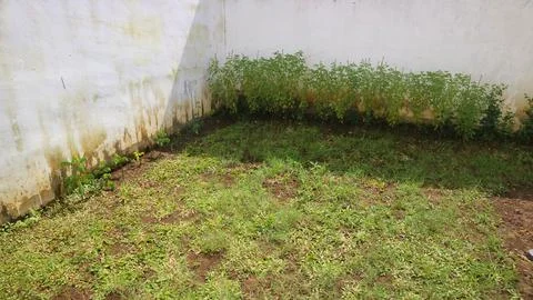 Small empty backyard corner with patchy grass, weeds and damp stained white.. Foto stock