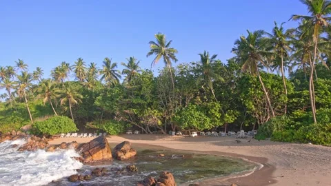 A small empty tropical plage at dawn. Wild peacocks walk along the ocean shore Stock Footage 229798990