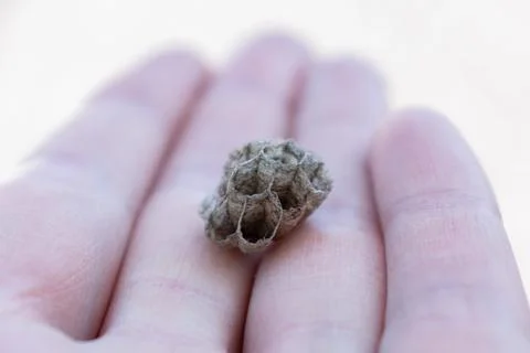 Small empty wasp nest outdoors 스톡 사진
