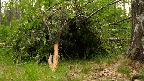 Small empty wigwam dwelling made from fresh branches at summer forest Video stock 109278914
