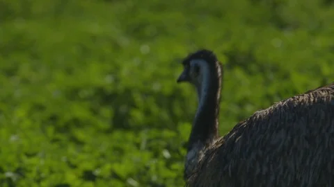 A small emu walking through the leafy bushes Stock Footage 107222798