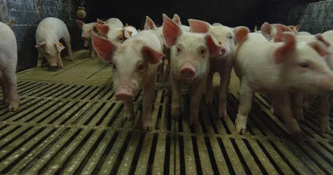 A small enclosure with small pigs Stock Footage 99221476