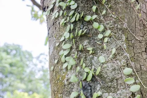 Small Epiphyte Plants Growing on Tree Bark Close Up Stock Photos