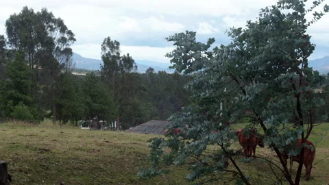 Small eucalyptus tree in meadow Stock Footage 234718295