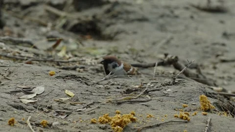Small eurasian tree sparrow on muddy riverbank near bread piece (2) Stock Footage 337753790